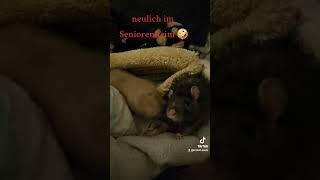 Neulich im Seniorenheim Sind die Beiden nicht zauberhaft ❤️CrazyRatLady Tierschutz Rodents [upl. by Antonia]