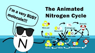 The Nitrogen Cycle Animated [upl. by Luap]