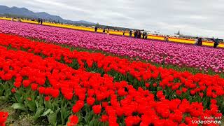 Every Flower Must Grow Through Dirt Skagit Valley Tulip Flower Garden ExploreWashingtonState [upl. by Orofselet]