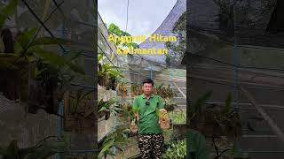 ANGGREK HITAM KALIMANTAN Coelogyne pandurata [upl. by Zandt]