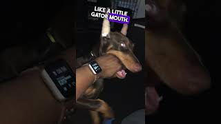 Teaching a Doberman Puppy to Have a Soft Bite [upl. by Osana]