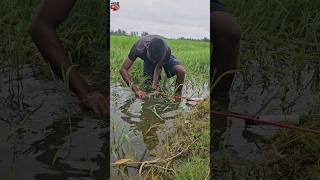 😲How to fish with arrow bowpart104 shorts arrowfishing ytshorts fishing vairal [upl. by Olnton]