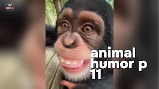 New Funny Animals 2024 😄 Funniest Cats and Dogs Videos 😻🐶 Part 14 [upl. by Can]