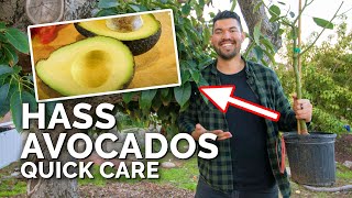 How to Grow Hass Avocados Quick Care Guide [upl. by Lanae727]