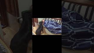 Watch This Psychiatric Service Dog in Action shorts servicedogs servicedogtraining [upl. by Alhan]