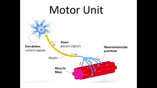 OCR A Level PE  Motor Unit [upl. by Ebehp]