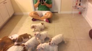 English Bulldog Puppies 8 weeks old [upl. by Guild]