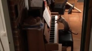 Musicloving cat plays the piano [upl. by Talbert]