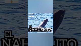 El Nahuelito LEYENDA DE BARILOCHE ARGENTINA viralvideo foryou viralshort 2023 [upl. by Wadlinger]