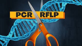 A técnica de RFLP [upl. by Leakcim616]