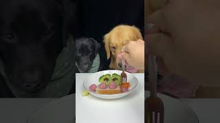 The Sweet Potatoes Are A Bit Hard Today I Cant Eat Them Labrador and Golden Cute Pet Debut Plan [upl. by Vivianna]