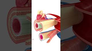 Lets look at blood Vessels of the Heart 🧑‍⚕️ [upl. by Novah831]