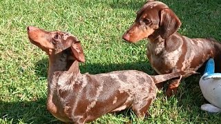 happy dachshunds playing [upl. by Lyrad354]