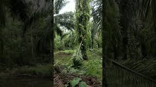 Palm oil harvest Indonesia kelapasawit kelapasawitindonesia kebunsawit viralshorts vidioshort [upl. by Berga]