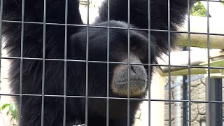 The Screaming Monkey  Siamang Gibbons Howling [upl. by Arikaahs]