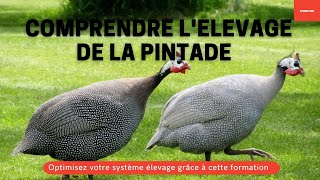 Comprendre tout sur lélevage de la pintade  Notre formation est disponible [upl. by Marfe685]