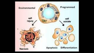 14 Cell biology  Apoptosis part2 شرح بالعربي [upl. by Ased]