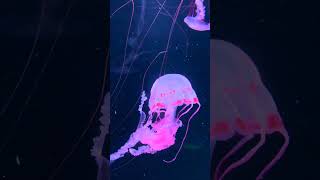 🎶 Mesmerizing Jellyfish Dance 🪼ASMR🩵shorts asmrsounds short jellyfish viralvideo ocean relax [upl. by Forcier]