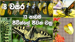 Grade 8 Science Unit 12  Life Cycles  ජීවීන්ගේ ජිවන චක්‍ර [upl. by Brodie]