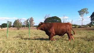 587 L 11  Semental Brangus Rojo de Registro en Venta por Rancho Los Nogales [upl. by Spurgeon930]