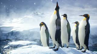 Emperor Penguin The True Survivor of the Antarctic [upl. by Yttiy]