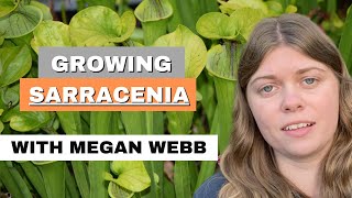 Megan Webbs Sarracenia Trumpet Pitcher Growing Tips [upl. by Elleron389]