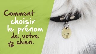 Bien choisir le nom de votre chien [upl. by Gettings680]