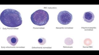 Functional Significance of Cytoplasmic Staining Affinities of the Basophilic and Polychromatic [upl. by Deb]