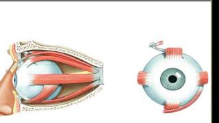 Extrinsic Eye Muscles [upl. by Nolita]