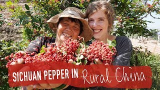 Picking Sichuan Pepper in Rural China [upl. by Jenilee]