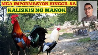 MGA IMPORMASYON HINGGIL SA KALISKIS NG MANOK [upl. by Egidius793]