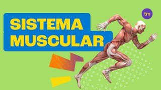 Sistema Muscular  Resumo Toda Matéria [upl. by Bysshe169]