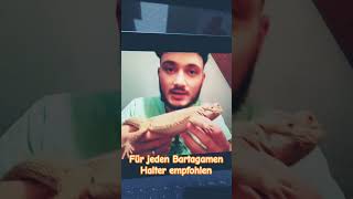 Der ultimative Bartagamen Ratgeber für alle Bartagamen Halter amp Fans 🦎😃🐉🥳 [upl. by Andromada]