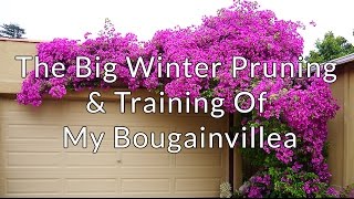 The Big Winter Pruning amp Training Of My Bougainvillea [upl. by Uticas210]