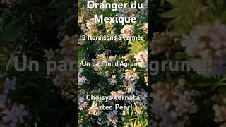 Un oranger du Mexique avec 3 floraisons à lannée choisya arbuste vegetosphere [upl. by Wohlen]