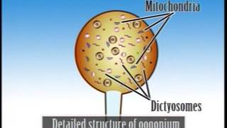 Pythium Important Features amp Life cycle [upl. by Ateloj891]