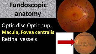 Fundoscopic anatomy of eyes optic disc optic cup macula and retinal vessels [upl. by Swinton208]