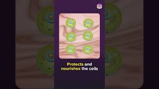 What is the Extracellular Matrix  Components Function amp Location  Body Atlas Videos  BYJUS [upl. by Dyrrej189]