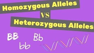 Homozygous vs Heterozygous Alleles  Punnet Square Tips [upl. by Aneele]