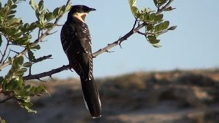 Críalo europeo Clamator glandarius Great Spotted Cuckoo [upl. by Norri]