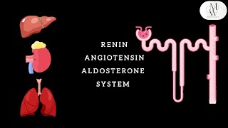 RENIN ANGIOTENSIN ALDOSTERONE SYSTEM RAAS [upl. by Egor298]