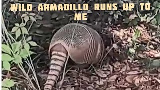 Wild Armadillos Run Up To Me In Our Yard [upl. by Arateehc]