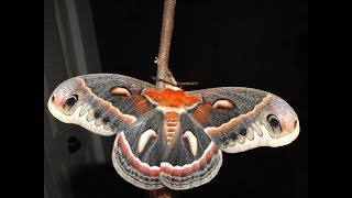 Complete Metamorphosis A Cecropia Moth Life Cycle [upl. by Lauri]