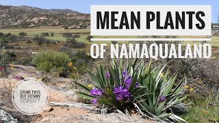 Namaqualand Plants [upl. by Nowyt46]