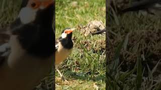 Birds eating insect in grass nature [upl. by Godderd]