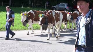 2019  40ème désalpe de Charmey en Gruyère Suisse  Musique Choeur des Armaillis de la Gruyère [upl. by Ikik]