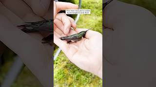 This man rescued a weak hummingbird and then shorts [upl. by Corbie]