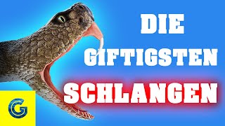 Die giftigsten Schlangen der Welt [upl. by Eceirahs131]