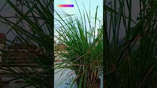 lemon grass cymbopogon plant [upl. by Tillman]