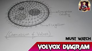 Volvox diagramvolvox [upl. by Dorcus]